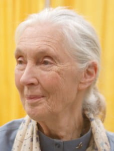 Jane Goodall © DR